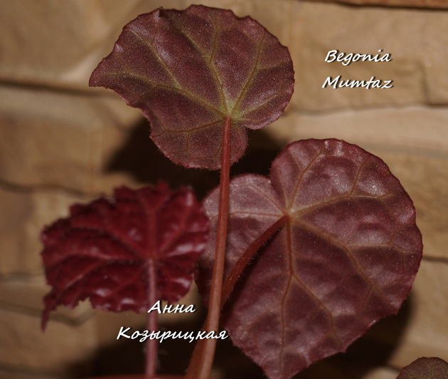  Begonia Mumtaz 