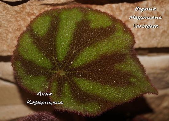  Begonia Massoniana Variegata 