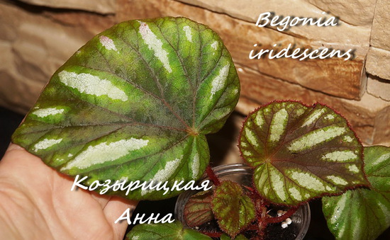  Begonia iridescens 