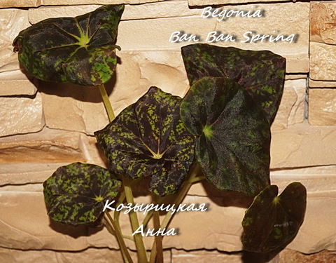  Begonia Ban Ban Spring 