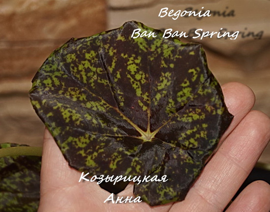  Begonia Ban Ban Spring 
