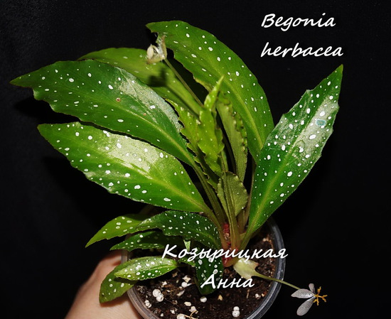  Begonia herbacea 