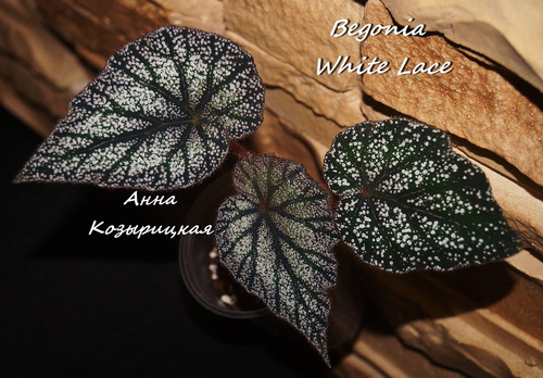  Begonia White Lace 