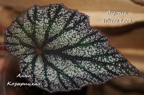  Begonia White Lace 