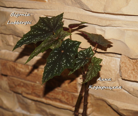  Begonia Lubbergei 