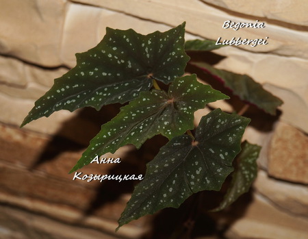  Begonia Lubbergei 