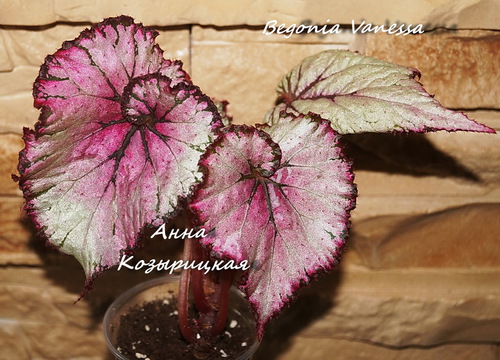  Begonia Vanessa 