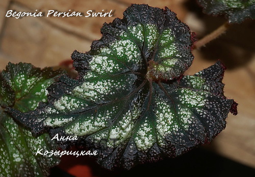  Begonia Persian Swirl 
