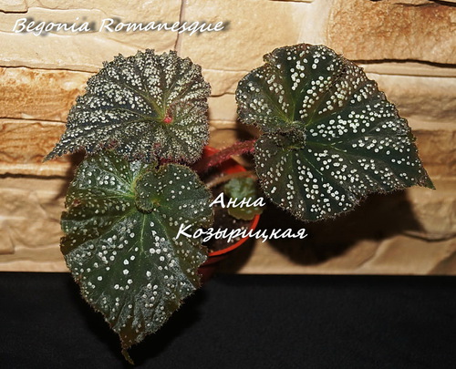  Begonia Romanesque 