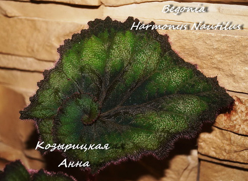  Begonia Harmonys Nautilus 