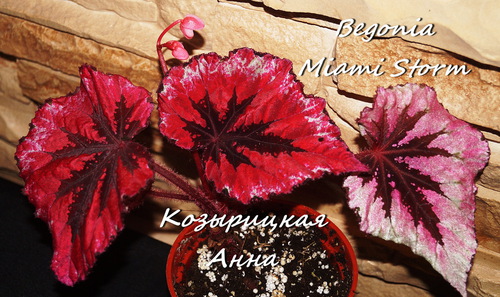  Begonia Miami Storm 