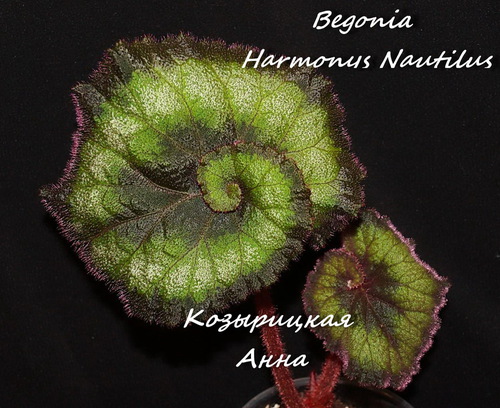  Begonia Harmonys Nautilus 