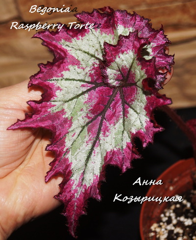  Begonia Raspberry Torte 