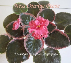  Ness Orange Pekoe 