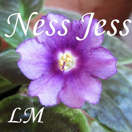  Ness Jess 