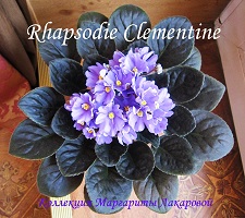  Rhapsodie Clementine 