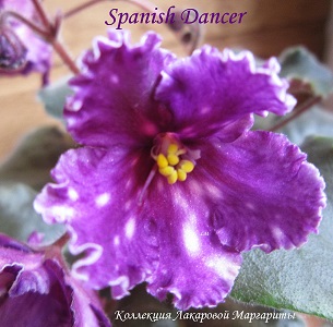  Spanish Dancer 