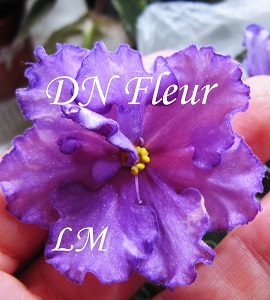  Dn-Fleur 