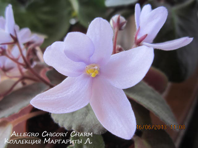  Allegro Chicory Charm 