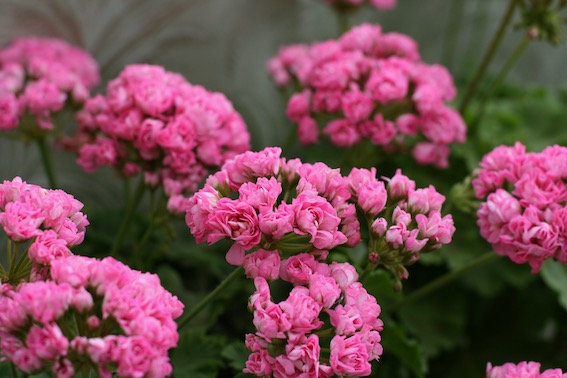  Swanland Pink/Australien Pink Rosebud 