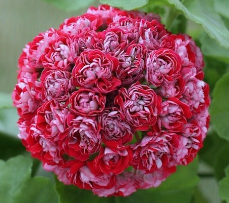  Cook's Scarlet and White 