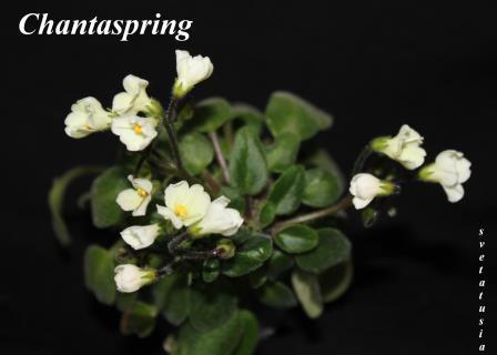  Chantaspring   