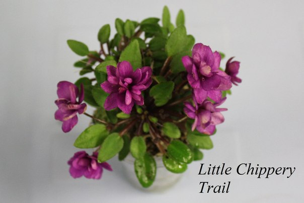  Little Chippery Trail   