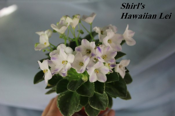  Shirl's Hawaiian Lei  