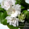 Фиалка Irish Flirt