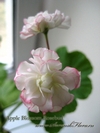 Пеларгония Apple Blossom Rosebud