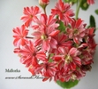 Пеларгония Mallorka