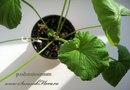 Пеларгония p.odoratissimum