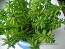 Пеперомия секирообразная