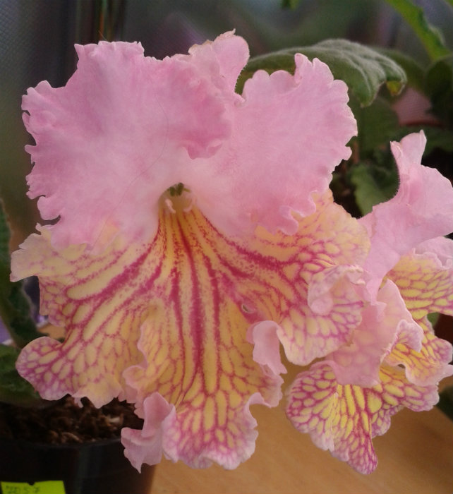  Vanda 7057 