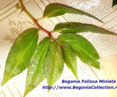  Foliosa Miniata 