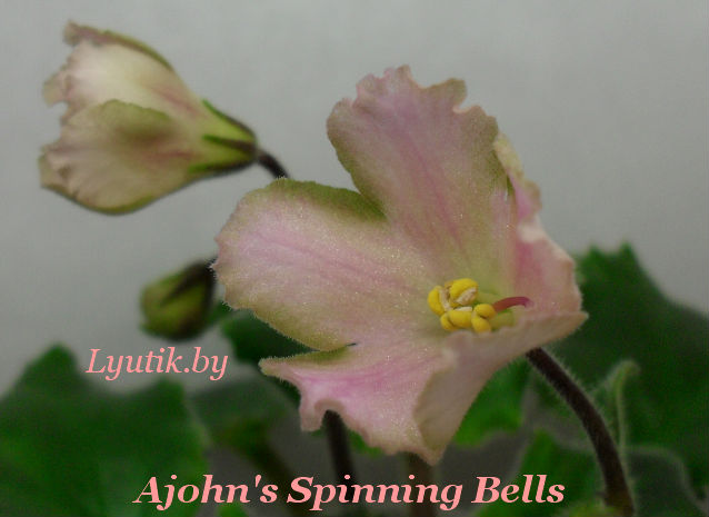  Aiohns Spinning Bells 
