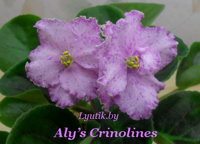  Alys Crinolines 