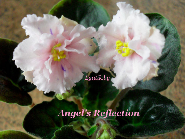  Angel's Reflection 