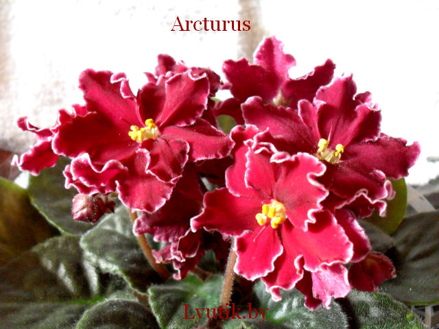  Arcturus 