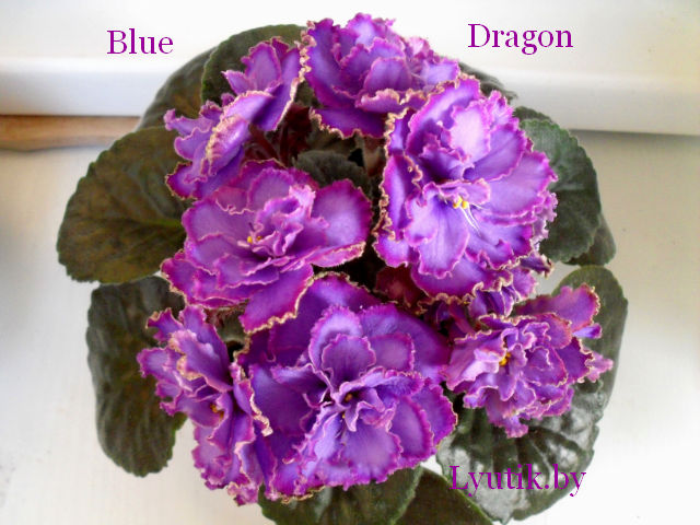  Blue Dragon 