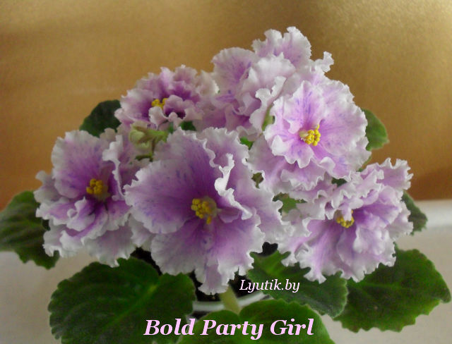  Bold Party Girl 