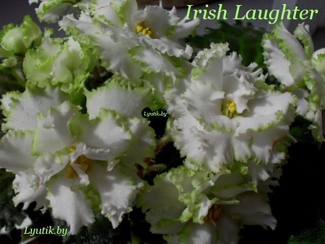  Irish Laughter 