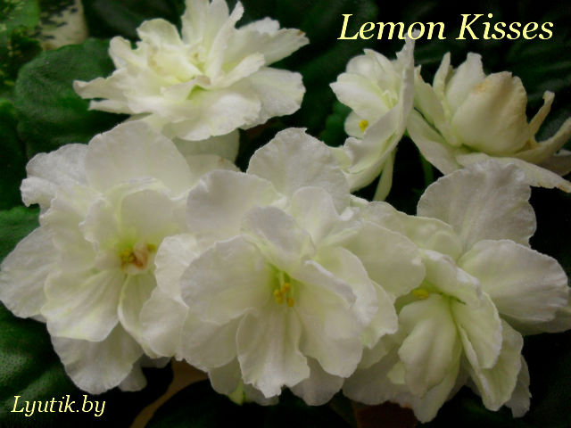  Lemon Kisses 