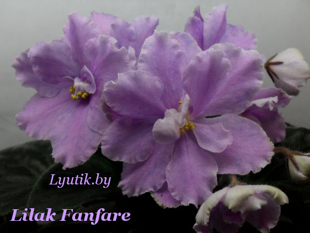  Lilac Fanfare new 2012 