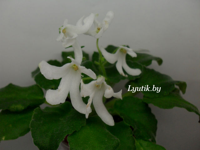  Lunar Lily-white 