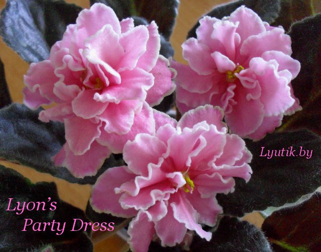  Lyon's Party Dress 