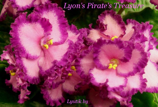  Lyon's Pirate's Treasure 