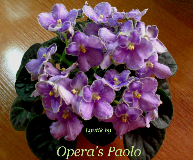  Opera's Paolo 