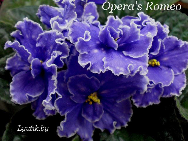  Opera's Romeo 
