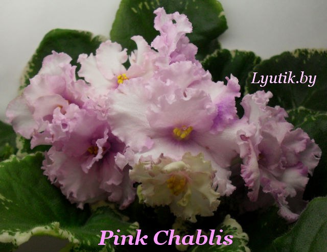  Pink Chablis 